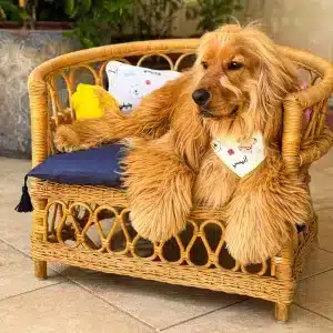 The Armchair
